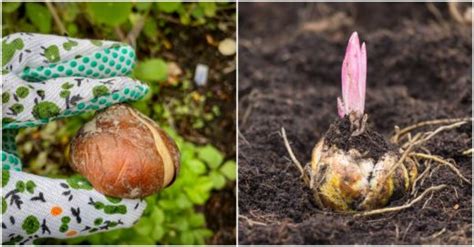 10 Bulb Planting Tips for Gorgeous Spring Displays