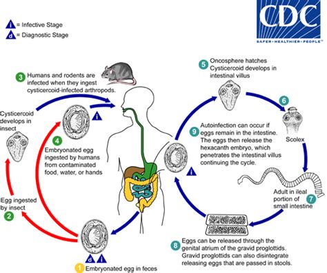 CICLO DE VIDA DE ENDOLIMAX NANA PDF