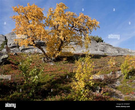 Birch trees along the Sognefjell road, indian summer, autum, birch ...