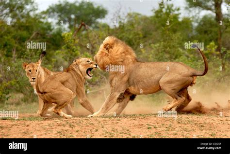 Fighting Lions Stock Photo - Alamy