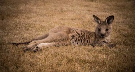 Tours in Tasmania: Tasmanian Wildlife and Tasmanian Bird Tours