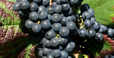 Tannat – Texas Wine and Grape Growers Association