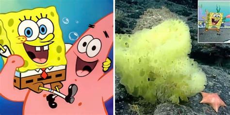 Scientist Finds Real SpongeBob and Patrick Hanging Out Under the Sea ...