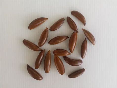 Madhuca Longifolia (Illupai) Tree Seeds at Rs 600/kg | Tree Seeds in ...