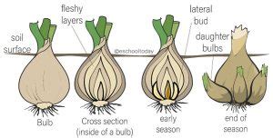 Bulbs in vegetative propagation – Eschooltoday