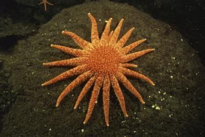 Common Starfish Predators | Beautiful sea creatures, Starfish, Sea ...