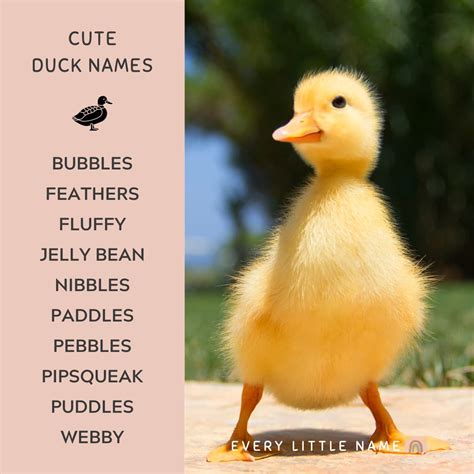 200+ Best Duck Names (Cute, Funny, and Quack-tastic) - Every Little Name