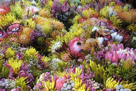 Fynbos | Botany | Cape Floral Kingdom | World Heritage Site | Fynbos ...