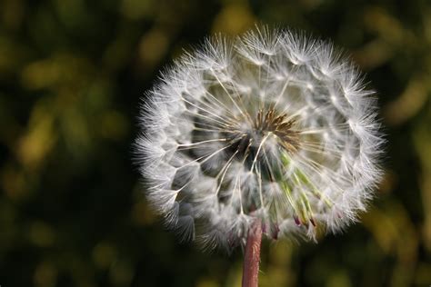 Fotos gratis : naturaleza, césped, blanco, campo, fotografía, diente de ...