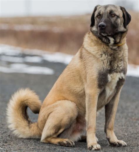 Majestic Anatolian Shepherd Dog