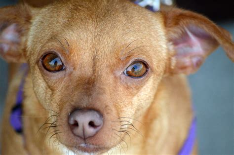 Chiweenie Dog Breed Info - The Perfect Mixture - The Dogs Journal