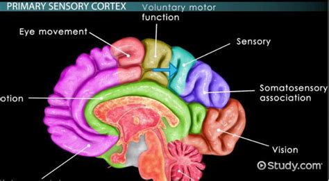 Sensory Cortex | Definition, Location & Function - Lesson | Study.com