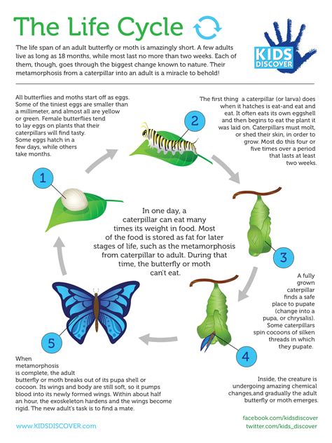 Infographic: The Life Cycle - Kids Discover