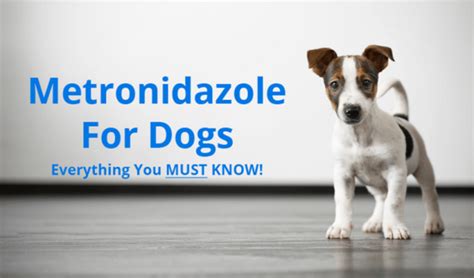 Metronidazole for Dogs: Uses, Dosage, and Side Effects | Pawlicy Advisor