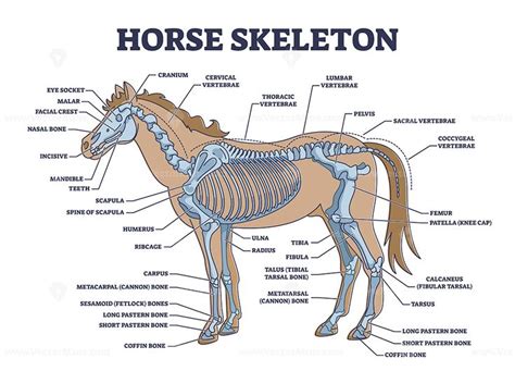 Horse skeleton with animal skeletal system and bone anatomy outline ...