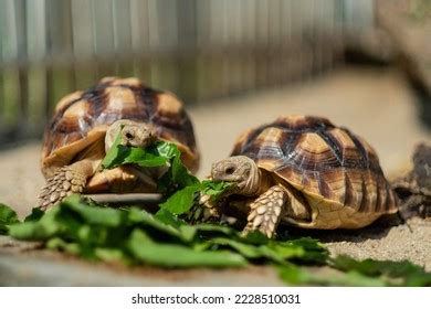 2,186 Turtle Eats Vegetables Images, Stock Photos & Vectors | Shutterstock