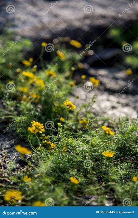 Yellow Daisy Flower in the Garden Stock Image - Image of herb ...