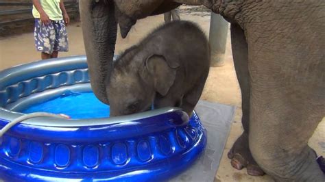 Baby Elephant Bath Time Part2 - YouTube