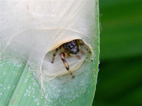 jumping spider with web/egg sac | Project Noah