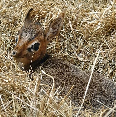 New arrival for the Kirk’s dik-diks - Zoo Dresden