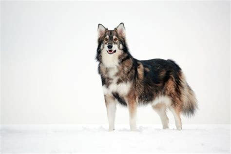 Utonagan Dog: Care Guide, Pictures, Temperament & More | Hepper