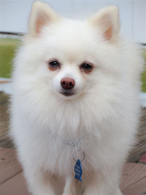 White Pomeranian - OLAF