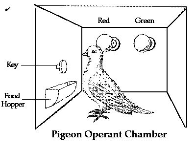 Way of Intervening: B.F. Skinner's Pigeon Experiment | Skinner box ...