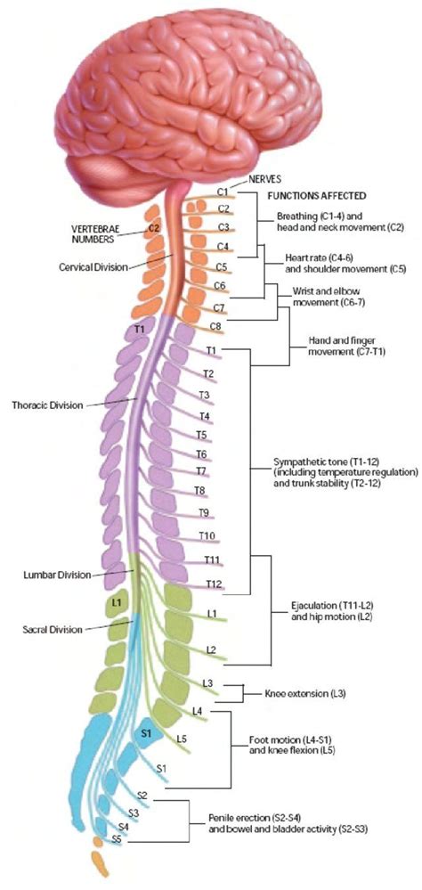 an image of the human nervous system with labels on each side and ...