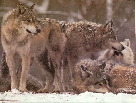 Wolf Pack - Wolves Photo (30932579) - Fanpop