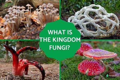 Why Mushrooms Rule The Fungi Kingdom