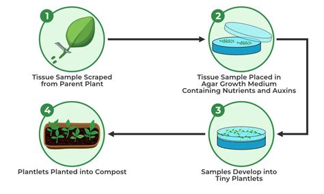 Plant Tissue Culture - Types, Techniques, Process and its Uses ...