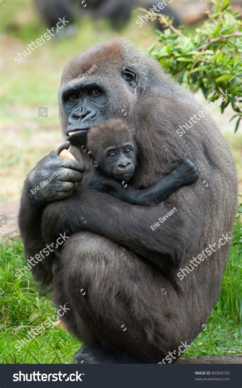 Closeup Mother Gorilla Her Cute Baby Stock Photo 80304193 | Shutterstock