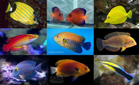 Blue And Yellow Striped Reef Fish - Goimages Ily