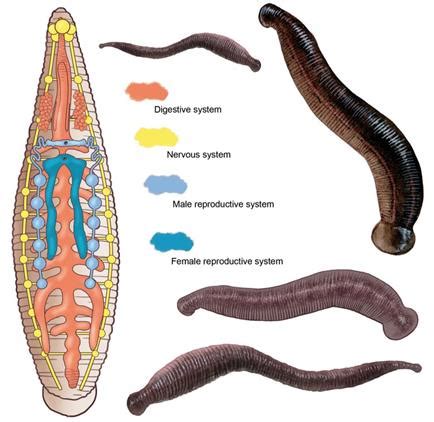 External morphology of leech — lesson. Science State Board, Class 10.