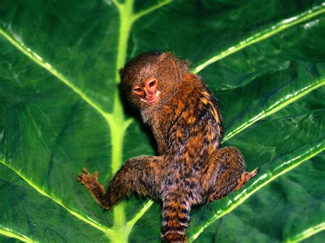 Free Marmoset Wallpaper download - Animals Town