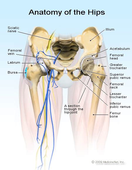 Miles to the Trials: Science Friday: Diagnoses and Discoveries About Hips