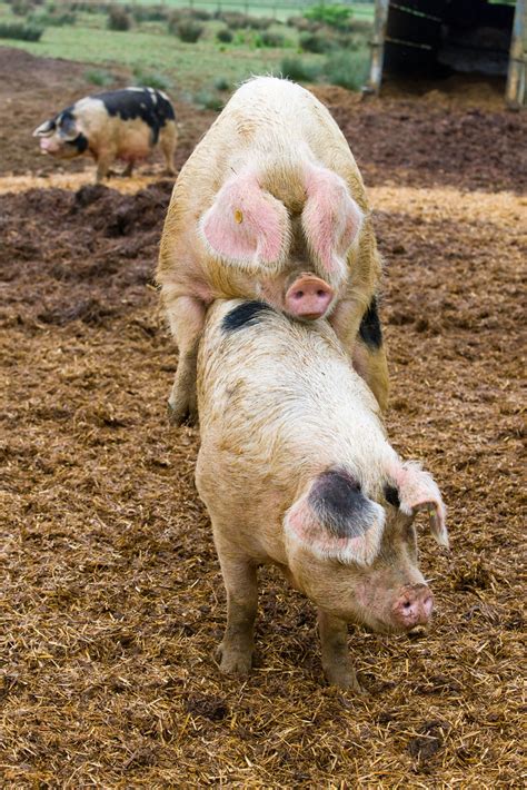 Pigs mating in the farmyard - a photo on Flickriver