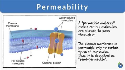 Permeability - Definition and Examples - Biology Online Dictionary