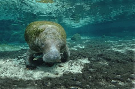 Adam Atwood, Author at Manatee Facts and Information