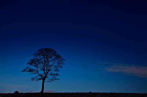 Night Sky With Tree Silhouette