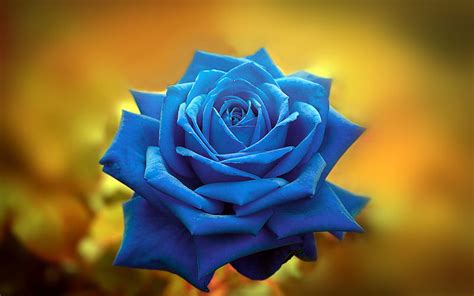 Blue rose, bokeh, blue flowers, close-up, beautiful flowers, macro ...