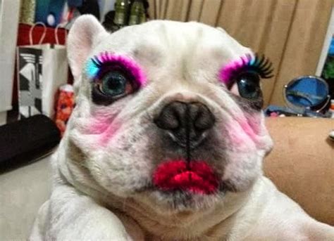 Cute Funny Animalz: Very Very Funny Animals With Makeup Images 2013