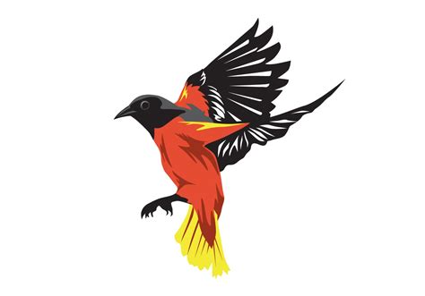 oriole bird - Download Free Vector Art, Stock Graphics & Images