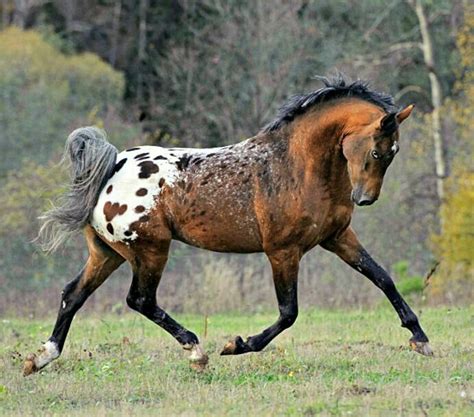 Pin on Horses | Horse breeds, Horses, Beautiful horses