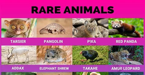 Rare Animals: 35 of The World's Rarest Animals that Are Difficult to ...