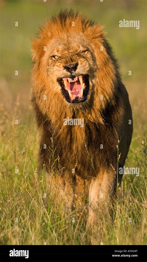 Male lion roaring, Greater Kruger National Park, South Africa Stock ...