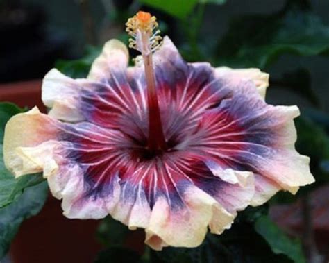 20 Cream Pink Purple Hibiscus Seeds Flower Seed Flowers Perennial 269 ...