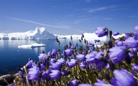 Purple Arctic Flowers Wallpapers | HD Wallpapers | ID #10593