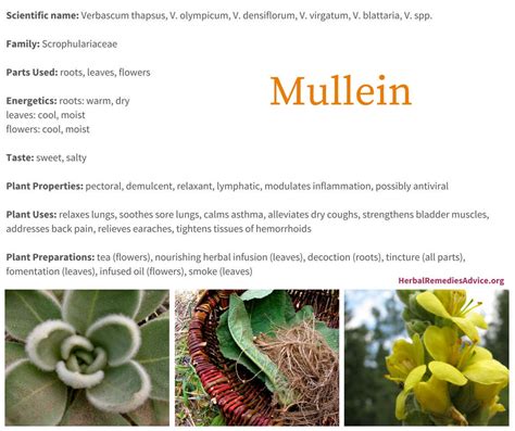 Benefits of Mullein