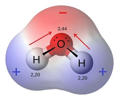 Describe the Polarity of a Water Molecule